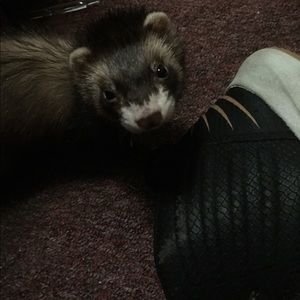 Meet your Posher, Trist